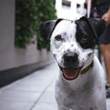 Top 10 des races de chien